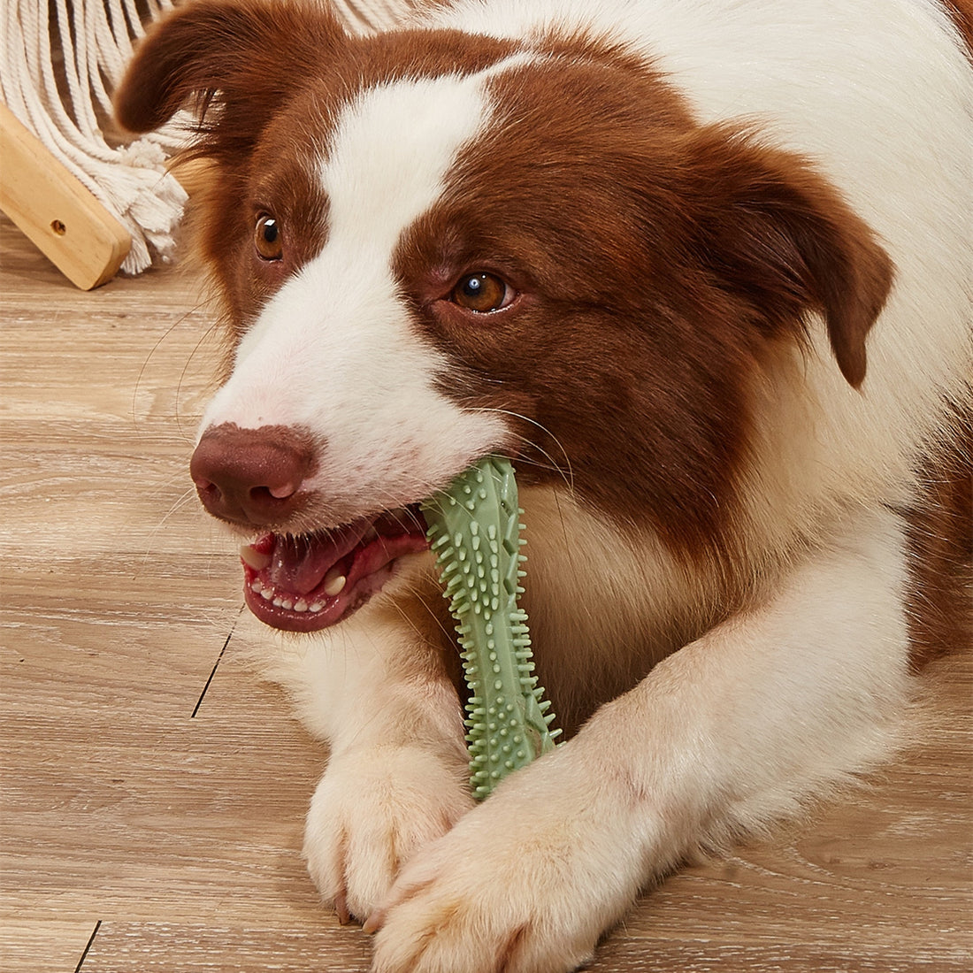 Pet Chew Teeth Cleaning Dental Care Toy