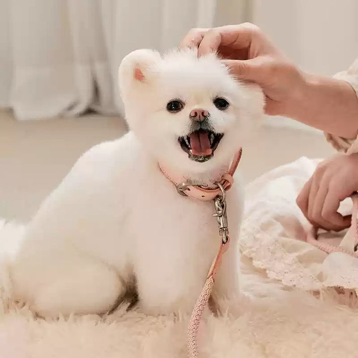 Leather Pet Collar Handheld Training Leash For Pets Small Medium Size
